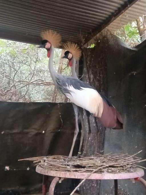 Casa Rural En El Campo Con Animales, Piscina Y Barbacoa Almodóvar del Río Kültér fotó