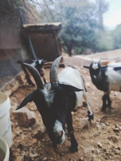 Casa Rural En El Campo Con Animales, Piscina Y Barbacoa Almodóvar del Río Kültér fotó