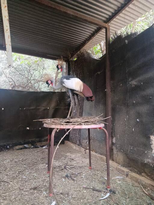 Casa Rural En El Campo Con Animales, Piscina Y Barbacoa Almodóvar del Río Kültér fotó