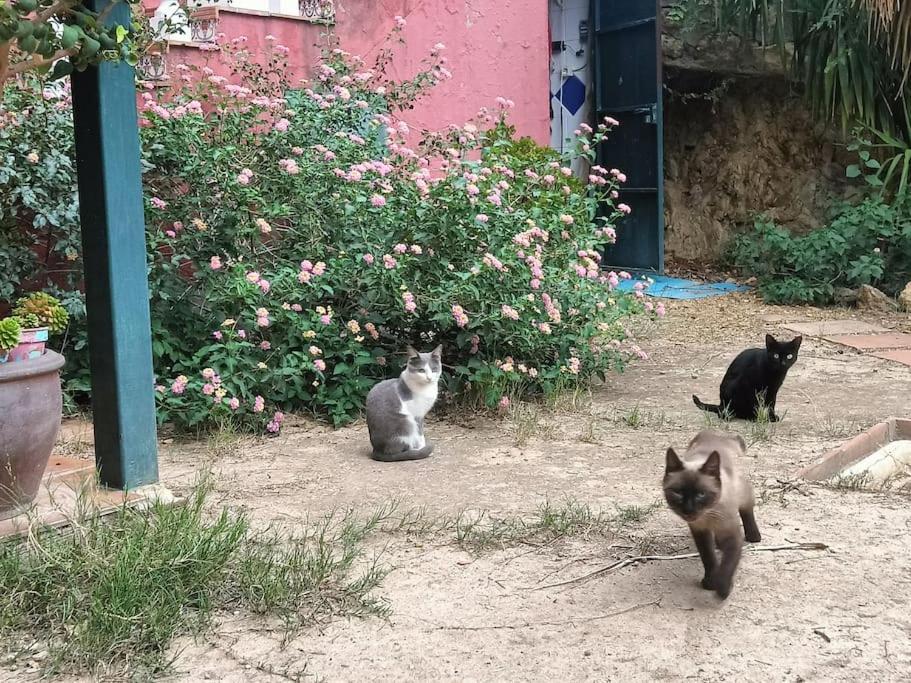 Casa Rural En El Campo Con Animales, Piscina Y Barbacoa Almodóvar del Río Kültér fotó