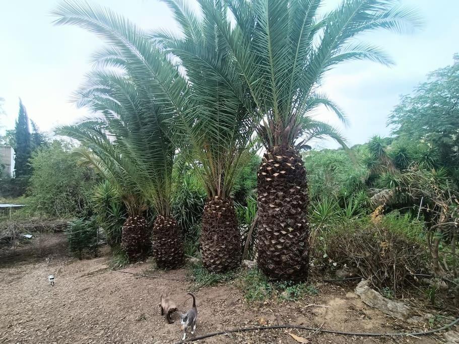 Casa Rural En El Campo Con Animales, Piscina Y Barbacoa Almodóvar del Río Kültér fotó
