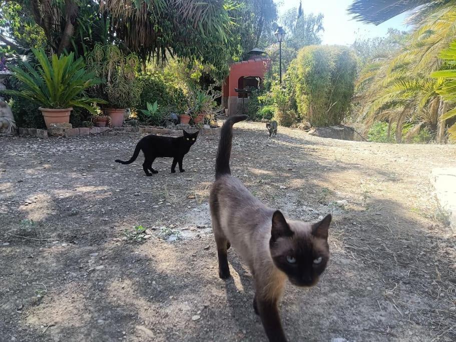 Casa Rural En El Campo Con Animales, Piscina Y Barbacoa Almodóvar del Río Kültér fotó